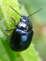 Chrysolina oricalcia