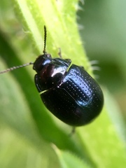 Chrysolina oricalcia