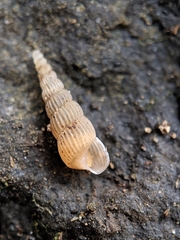 Truncatelloidea