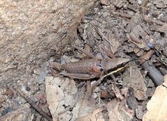 Monistria discrepans