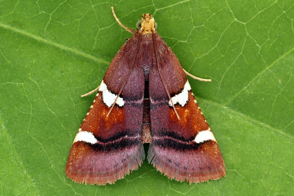 Pyralis cardinalis (Pyralis cardinalis)
