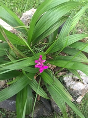 Spathoglottis petri