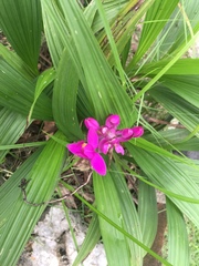 Spathoglottis petri
