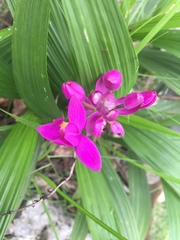 Spathoglottis petri