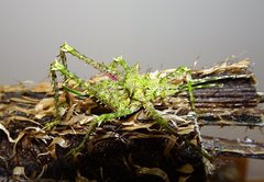 Phricta aberrans