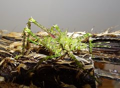 Phricta aberrans