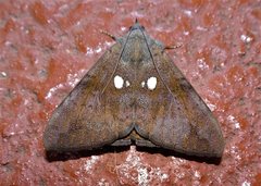 Oxyodes tricolor