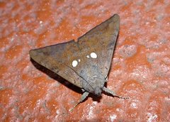 Oxyodes tricolor