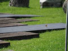 Hydrobasileus croceus