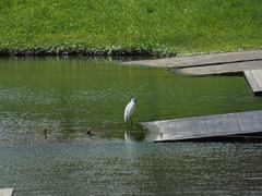 Egretta garzetta