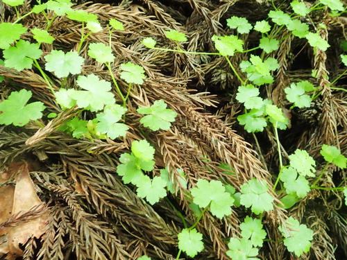 Hydrocotyle yabei iNat (1)