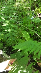 Dryopteris × boottii