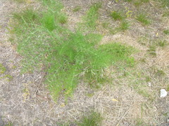 Foeniculum