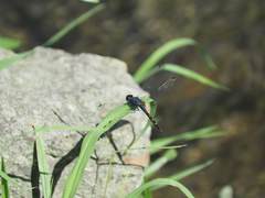 Trithemis festiva