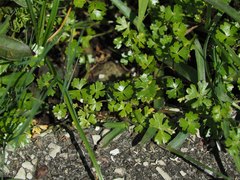 Hydrocotyle batrachium