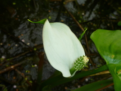 Calla palustris