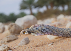 Moila Snake photo 3