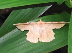 Fascellina chromataria