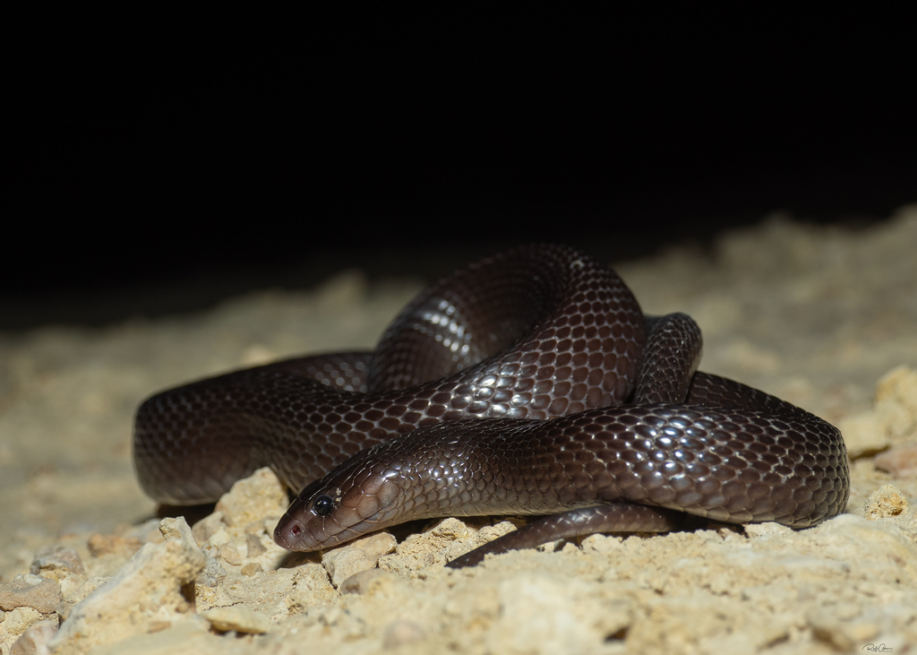 Western Black Desert Cobra