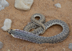 Moila Snake photo 4