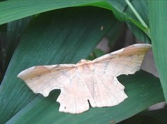 Fascellina chromataria