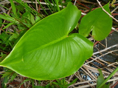 Calla palustris