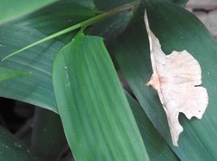 Fascellina chromataria
