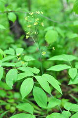 Caulophyllum robustum