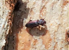 Bothrideridae