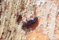 Bothrideridae