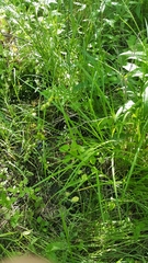 Carex scoparia
