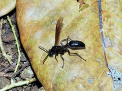Agelaia panamaensis