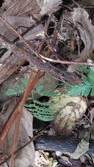 Tectaria polymorpha, photograph (c) 賴碧珠, some rights reserved (CC BY)