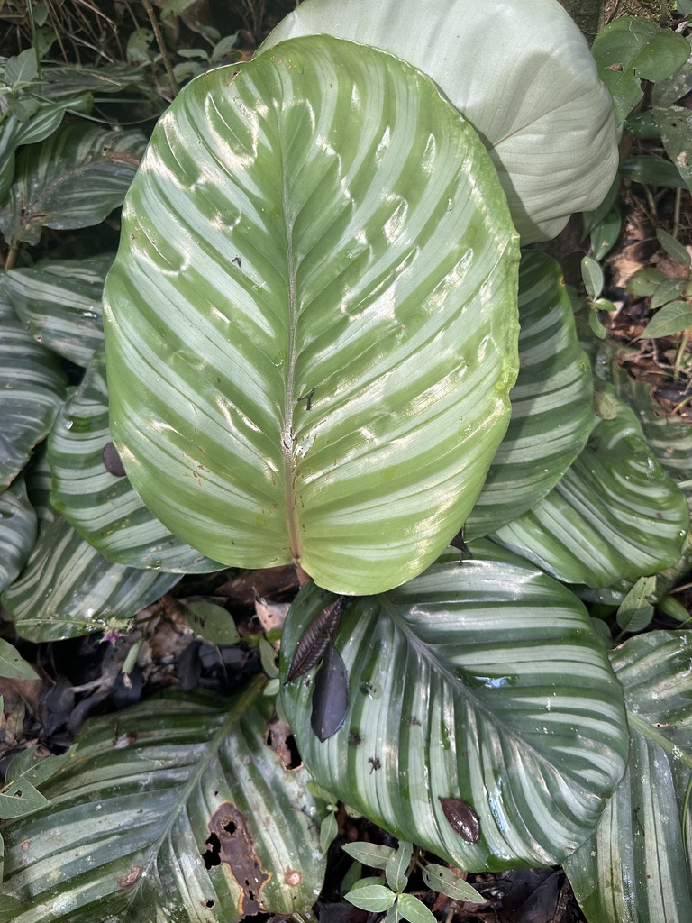 Calathea foliage pattern detail