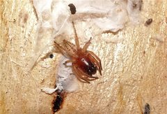Clubiona robusta