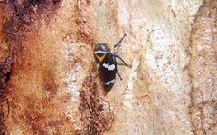 Eurymeloides pulchra