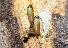 Paropsisterna sexpustulata