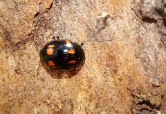 Paropsisterna sexpustulata