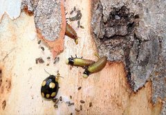 Paropsisterna sexpustulata