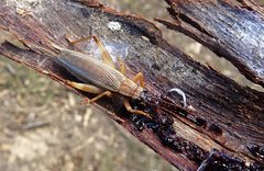 Aphonoides
