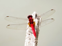 Rhodothemis rufa