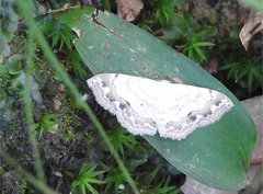 Scopula propinquaria