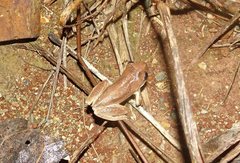 Litoria dentata