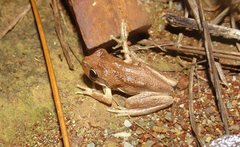 Litoria dentata