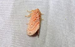 Pseudanapaea denotata