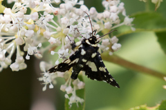 Ceanothus americanus