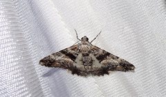 Gastrinodes argoplaca