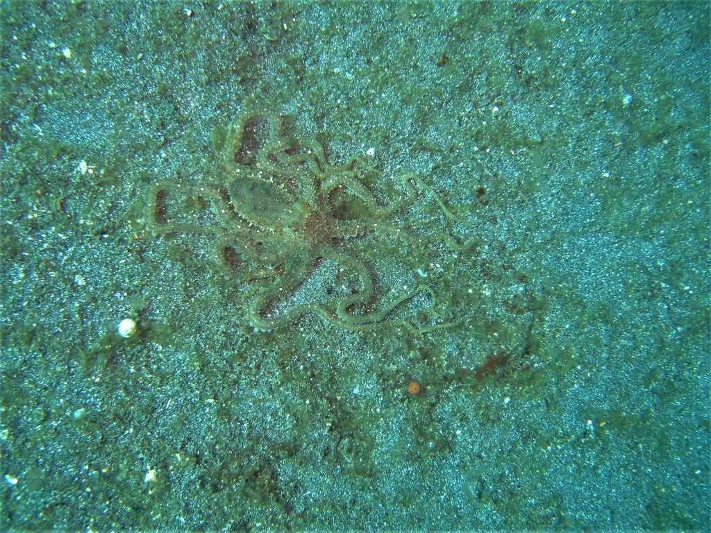 Si l'image tarde � s'afficher, cliquez sur le lien