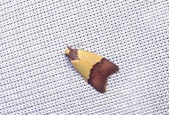 Heteroteucha dichroella