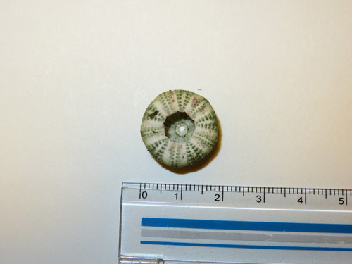 Hemicentrotus pulcherrimus